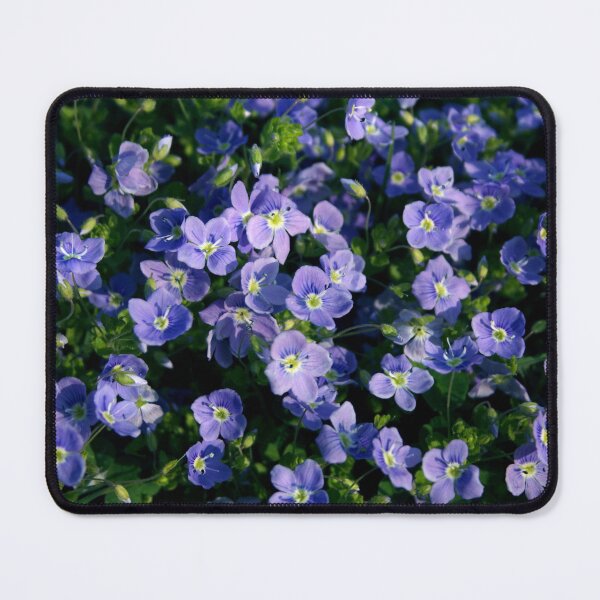Item preview, Veronica officinalis, speedwell, storm flower designed and sold by SmoothBreeze7 | Liz Collet Photography.