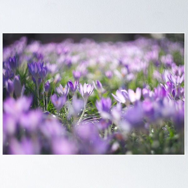 Aperçu de l'œuvre fleurs de crocus créée et vendue par Alisonchambers2.