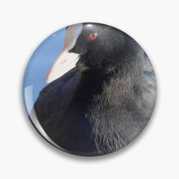Item preview, Eurasian Coot designed and sold by LaurenTucker.