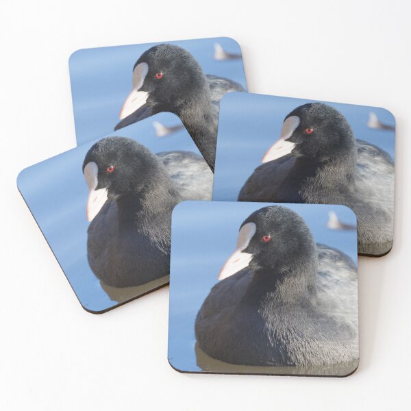 Item preview, Eurasian Coot designed and sold by LaurenTucker.