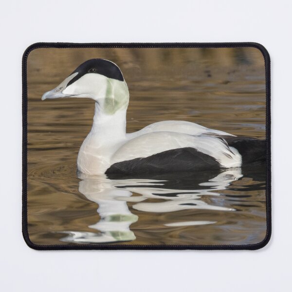 Item preview, Common Eider designed and sold by LaurenTucker.