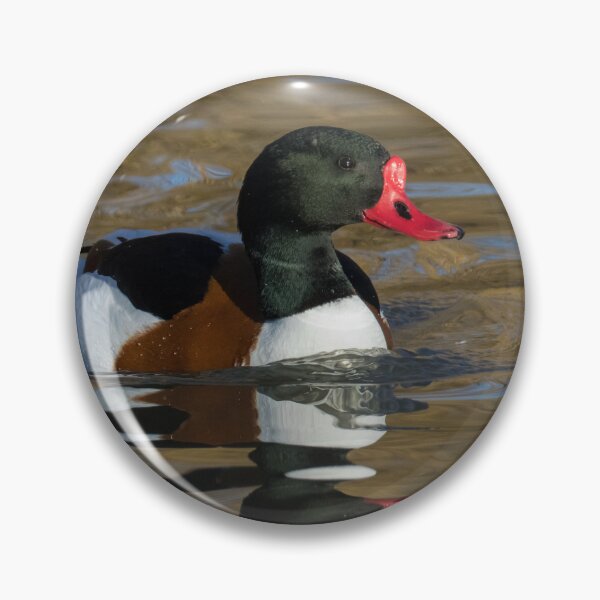 Item preview, Common Shelduck designed and sold by LaurenTucker.