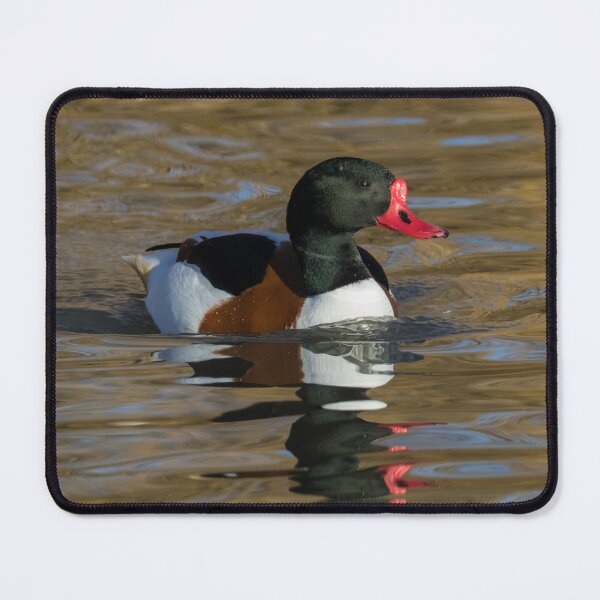 Item preview, Common Shelduck designed and sold by LaurenTucker.