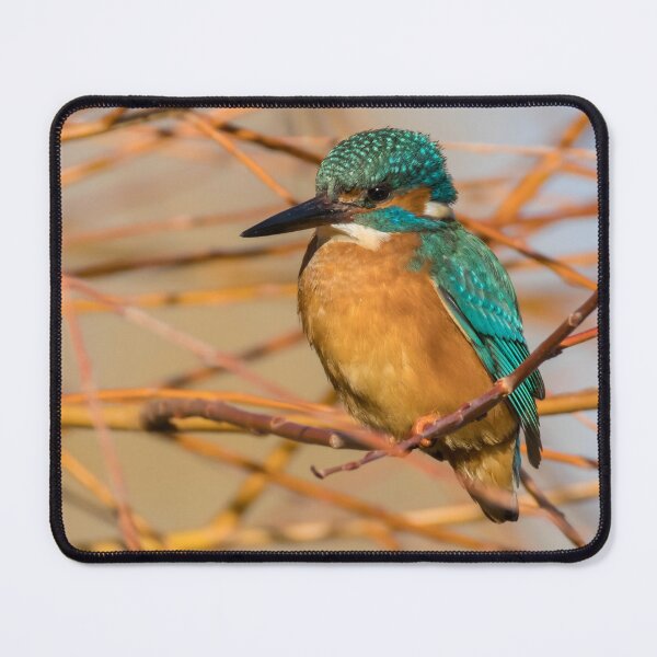 Item preview, Common Kingfisher designed and sold by LaurenTucker.