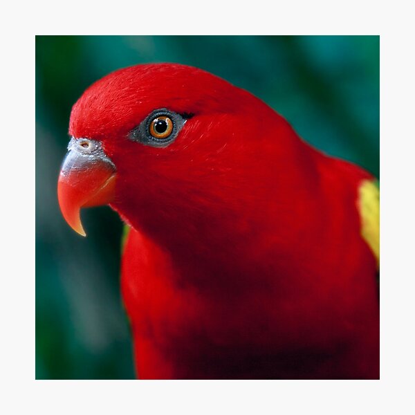 Chattering Lory Photographic Print