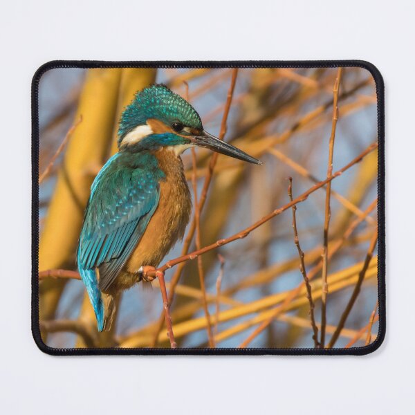 Item preview, Common Kingfisher designed and sold by LaurenTucker.