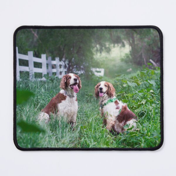 Item preview, Resting Welshies...... designed and sold by Rowena Cherry Art.