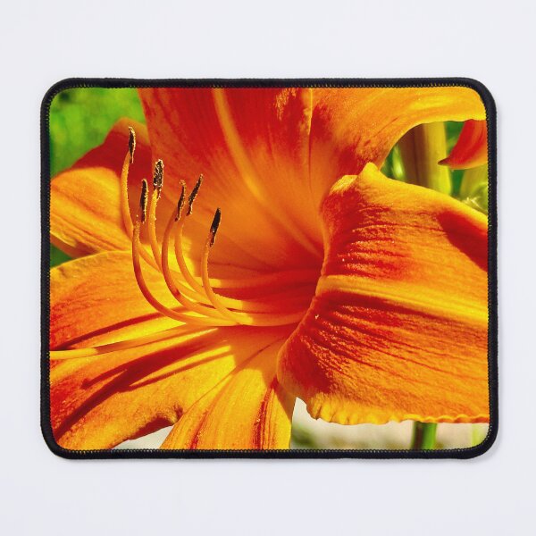 Item preview, bright orange Day Lily designed and sold by petaljoy.