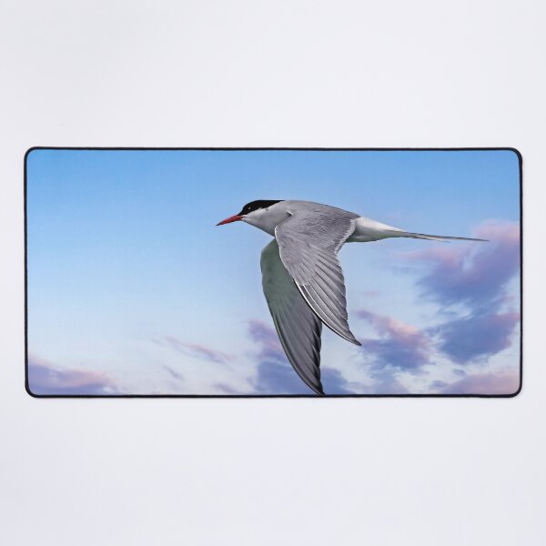 Item preview, Stunning Arctic Tern in Flight designed and sold by Tom McPherson Photography.