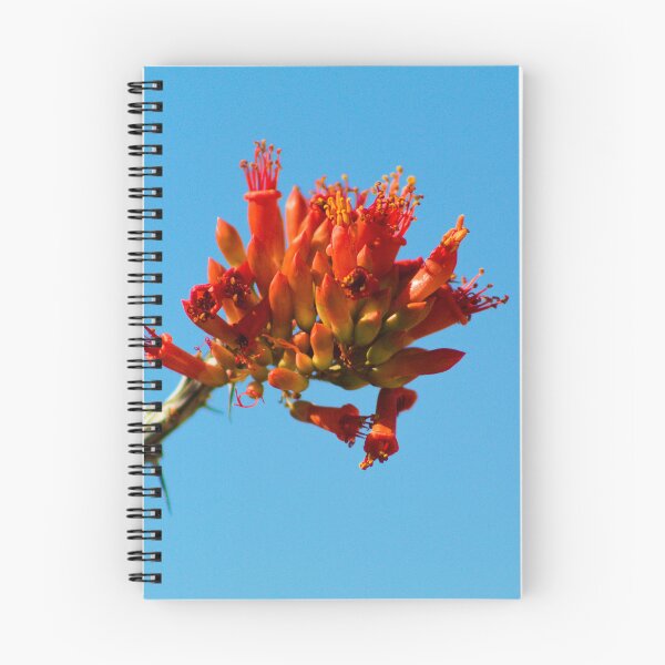 Item preview, Ocotillo Cactus Red Flower Bloom Photograph designed and sold by BDavisPhotography.
