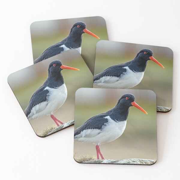 Item preview, Oystercatcher at Burghead Harbour designed and sold by Tom McPherson Photography.