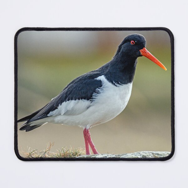 Item preview, Oystercatcher at Burghead Harbour designed and sold by Tom McPherson Photography.