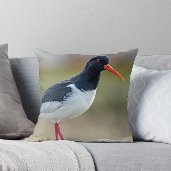 Item preview, Oystercatcher at Burghead Harbour designed and sold by Tom McPherson Photography.