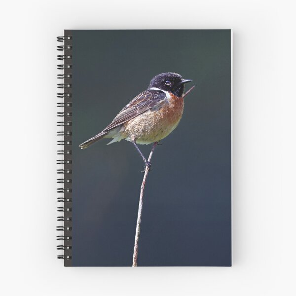 Item preview, European Stonechat designed and sold by Tom McPherson Photography.