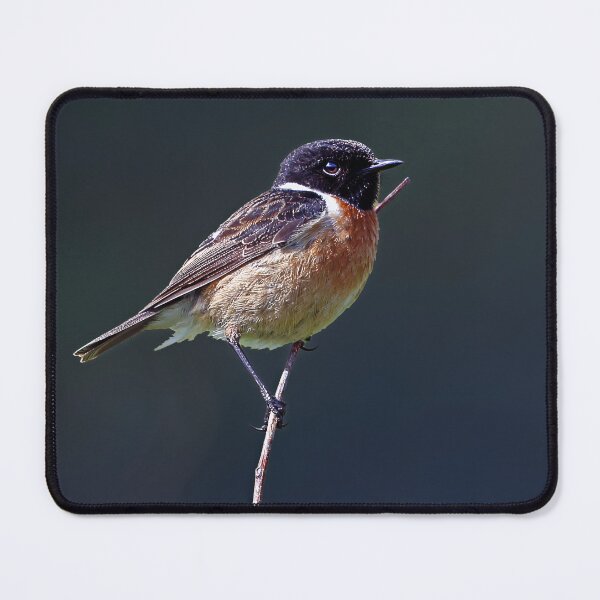 Item preview, European Stonechat designed and sold by Tom McPherson Photography.
