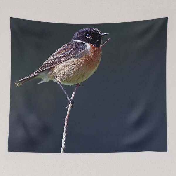 Item preview, European Stonechat designed and sold by Tom McPherson Photography.