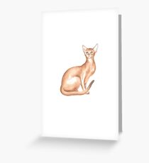 Abyssinian Cat Kitty Pet Greeting Card