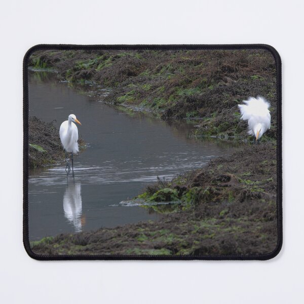 Item preview, Two Great Egrets in stream one with fluffed feathers designed and sold by lisavonbiela.