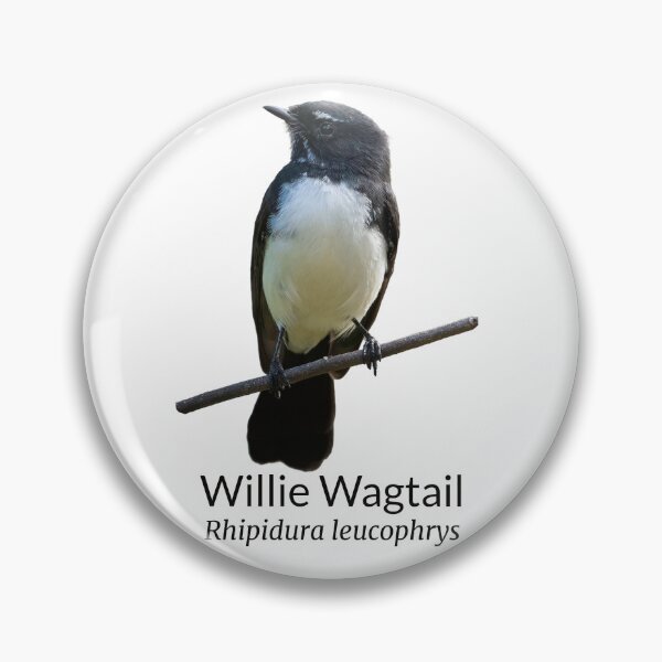Item preview, Willie Wagtail Australian Bird with Scientific Name designed and sold by Barry Callister Photography.