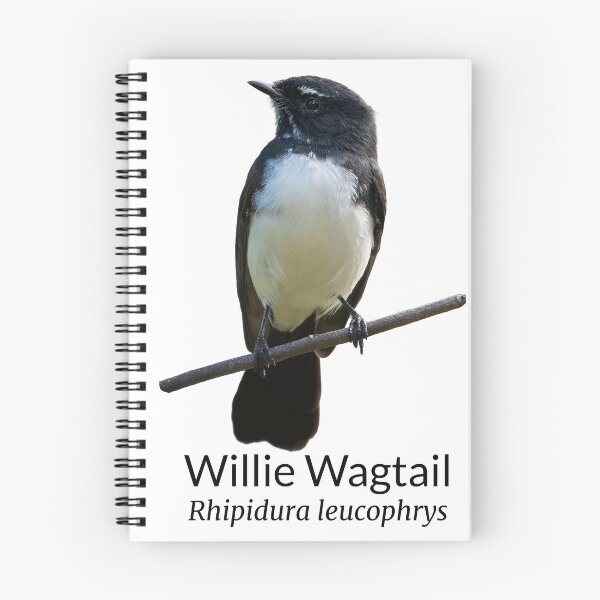 Item preview, Willie Wagtail Australian Bird with Scientific Name designed and sold by Barry Callister Photography.