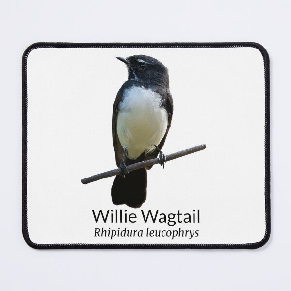 Item preview, Willie Wagtail Australian Bird with Scientific Name designed and sold by Barry Callister Photography.