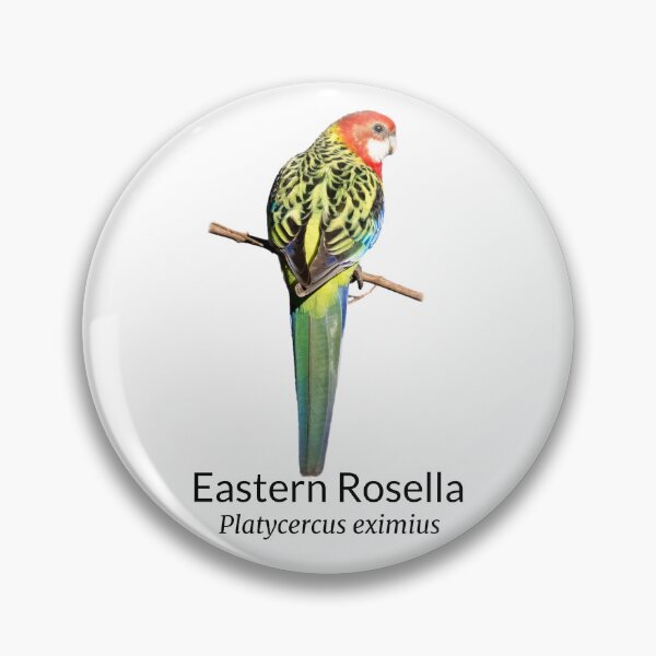 Item preview, Eastern Rosella with Scientific Name designed and sold by Barry Callister Photography.