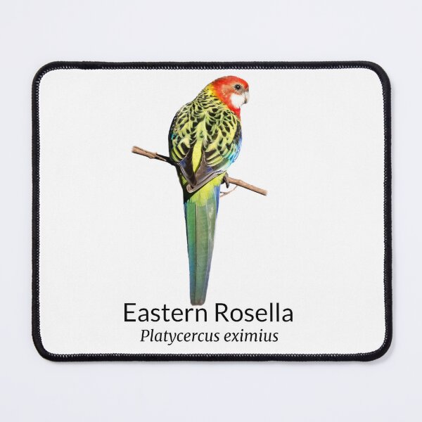 Item preview, Eastern Rosella with Scientific Name designed and sold by Barry Callister Photography.