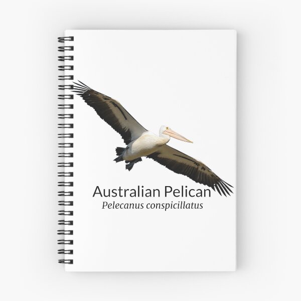 Item preview, Australian Pelican with Scientific Name designed and sold by Barry Callister Photography.