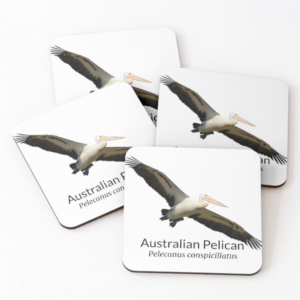 Item preview, Australian Pelican with Scientific Name designed and sold by Barry Callister Photography.