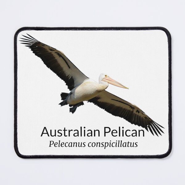 Item preview, Australian Pelican with Scientific Name designed and sold by Barry Callister Photography.