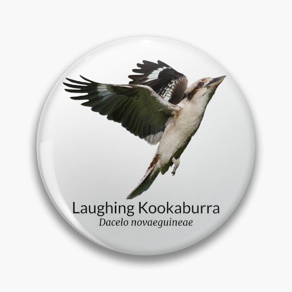 Item preview, Laughing Kookaburra Australian Bird with Scientific Name designed and sold by Barry Callister Photography.