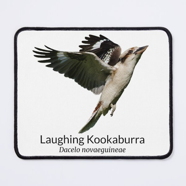 Item preview, Laughing Kookaburra Australian Bird with Scientific Name designed and sold by Barry Callister Photography.