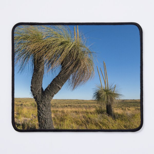 Item preview, Two grass trees with flower spikes designed and sold by Windswell.