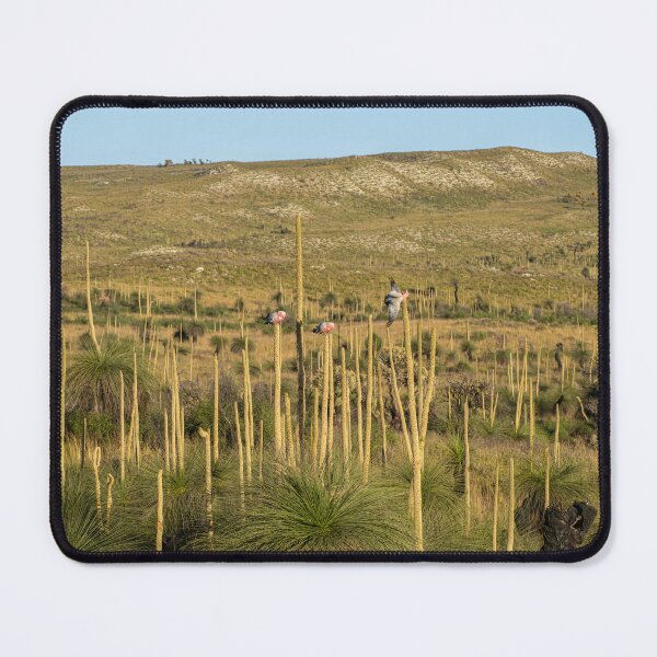 Item preview, Landscape with grass trees and galahs designed and sold by Windswell.