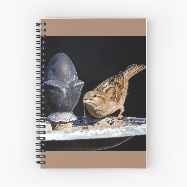 Aperçu de l'œuvre Oiseau assoiffé créée et vendue par CarolM.