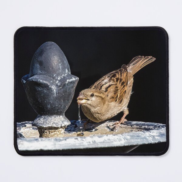 Aperçu de l'œuvre Oiseau assoiffé créée et vendue par CarolM.