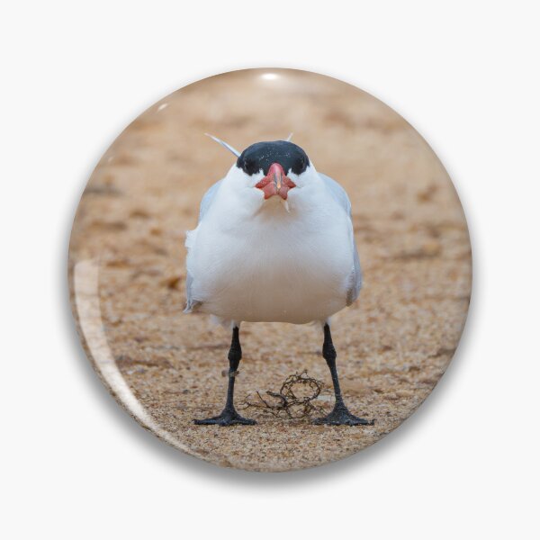 Item preview, Caspian Tern designed and sold by Windswell.