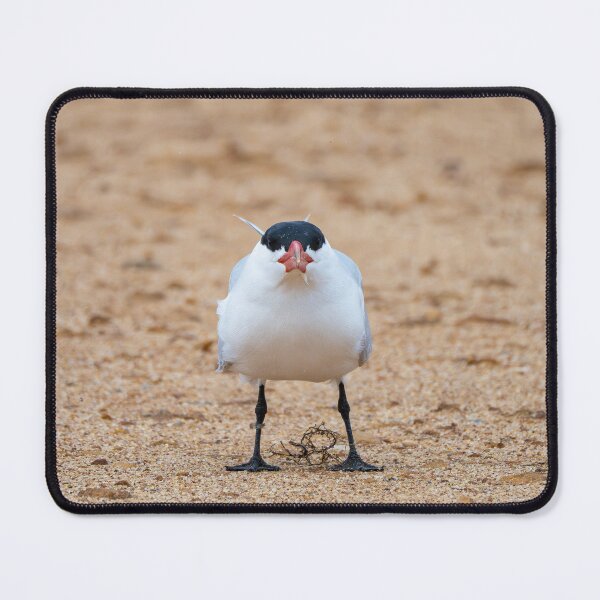 Item preview, Caspian Tern designed and sold by Windswell.