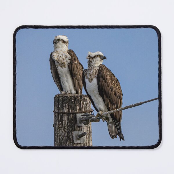 Item preview, Twin osprey on power pole designed and sold by Windswell.