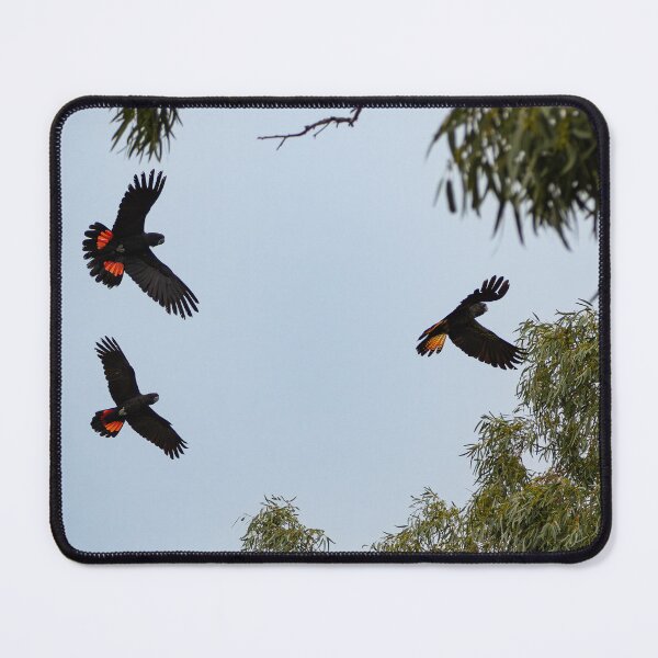 Item preview, Three red-tail black cockatoos designed and sold by Windswell.