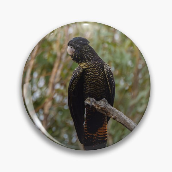 Item preview, Red-tail black cockatoo, female designed and sold by Windswell.