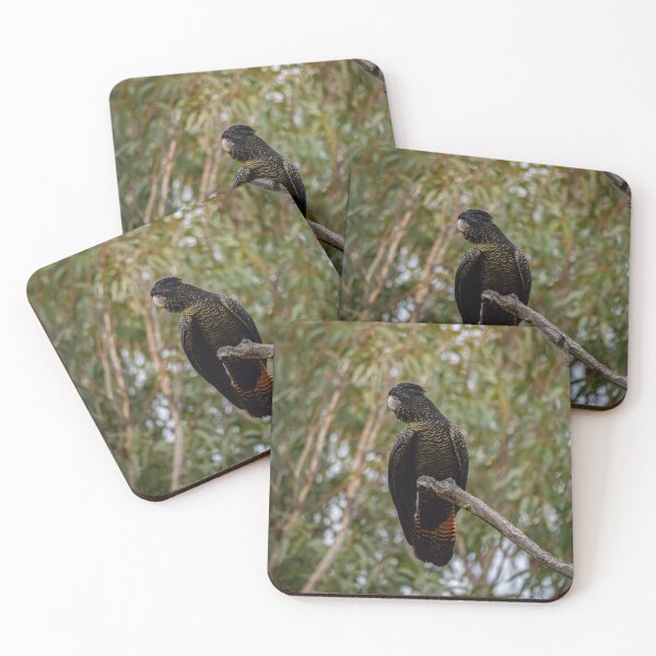 Item preview, Red-tail black cockatoo, female designed and sold by Windswell.