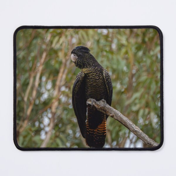 Item preview, Red-tail black cockatoo, female designed and sold by Windswell.