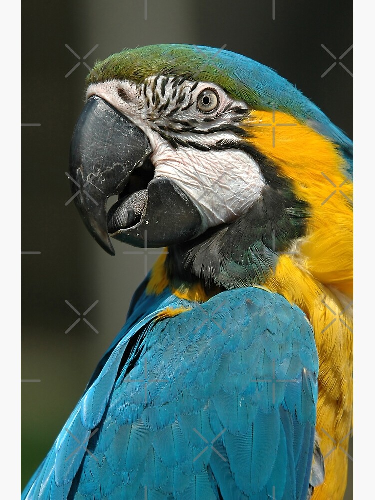 Tarjetas De Felicitacion Guacamayo Azul Y Amarillo Ara Ararauna De Senninha Redbubble