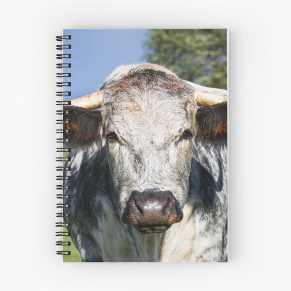 Item preview, English Longhorn Cow designed and sold by Jane Stanley Photography.