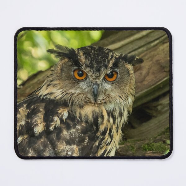 Item preview, Eurasian Eagle Owl designed and sold by Jane Stanley Photography.