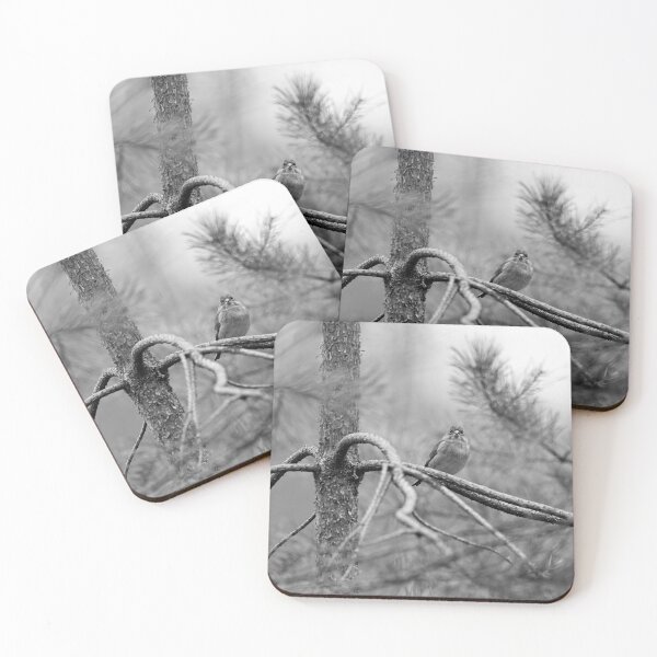 Item preview, On the pine. Greenfinch bw designed and sold by Jouko Lehto Photography.