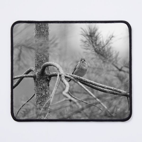 Item preview, On the pine. Greenfinch bw designed and sold by Jouko Lehto Photography.
