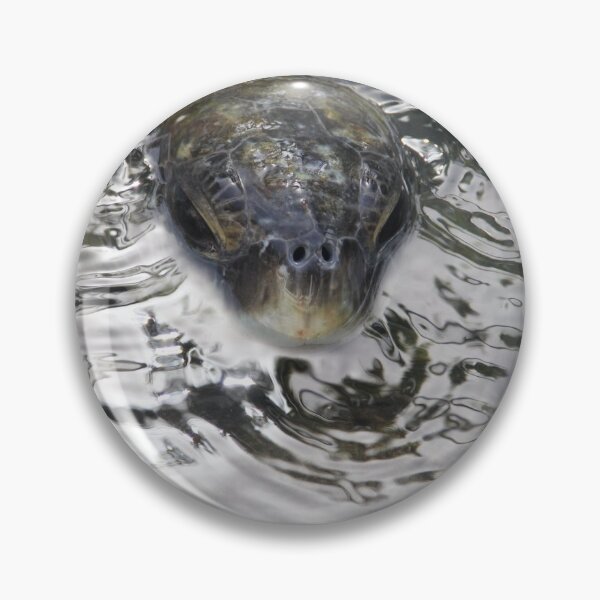 Item preview, Sea Turtle in Islamorada Florida designed and sold by Shannon Schober.
