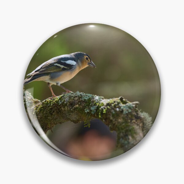 Item preview, Blue chaffinch male in Anaga forest designed and sold by Imagerisium.